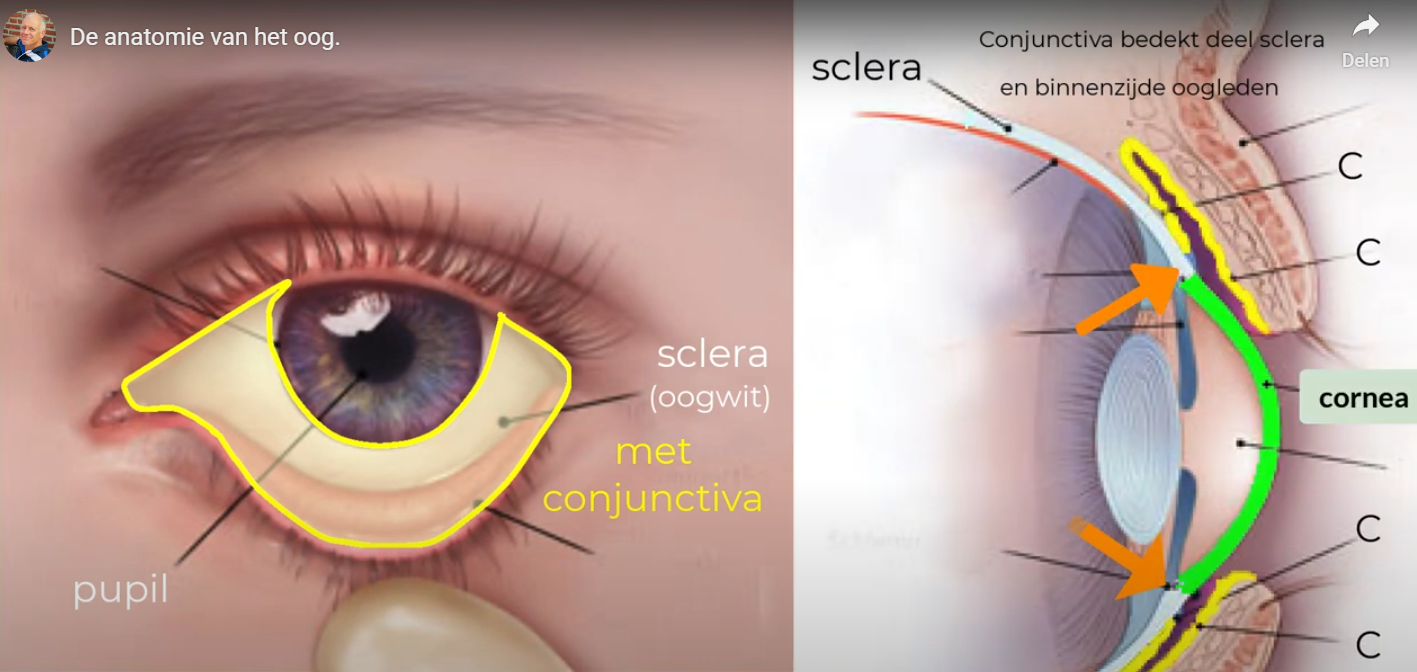 De anatomie van het oog